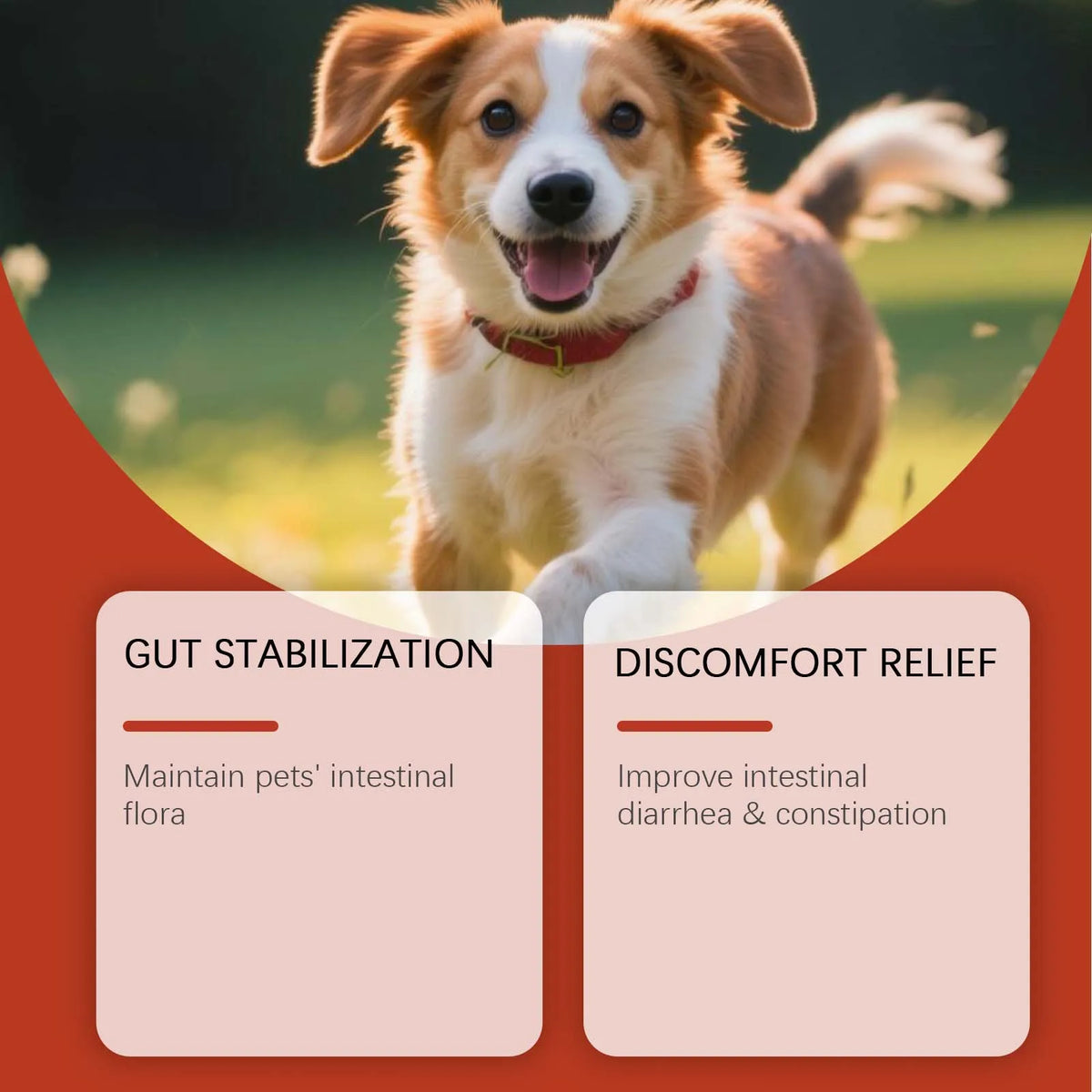 Dog Probiotic Digestive Supplement